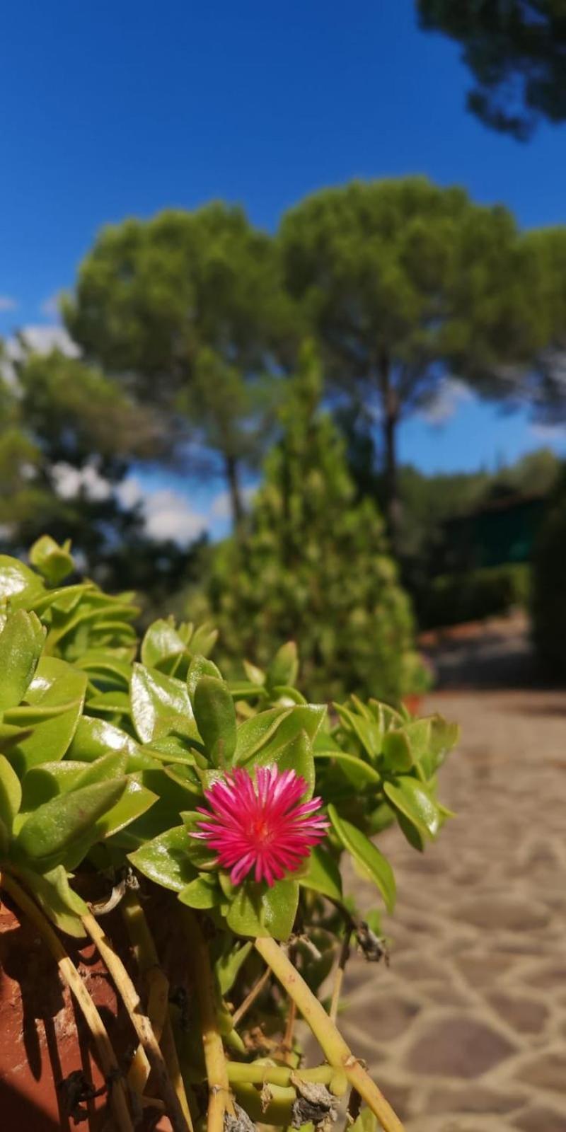 Villa Santa Margherita - La Suvera Ponte A Bozzone Eksteriør billede